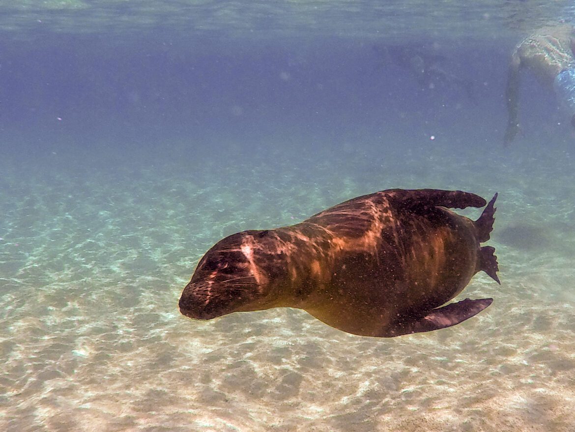 Erkundung der Galápagos-Inseln, Ecuador, Südamerika