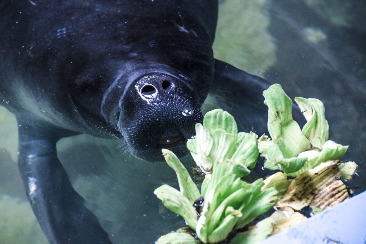 Manatee Rescue Center – ein Hoch auf die Seekuh
