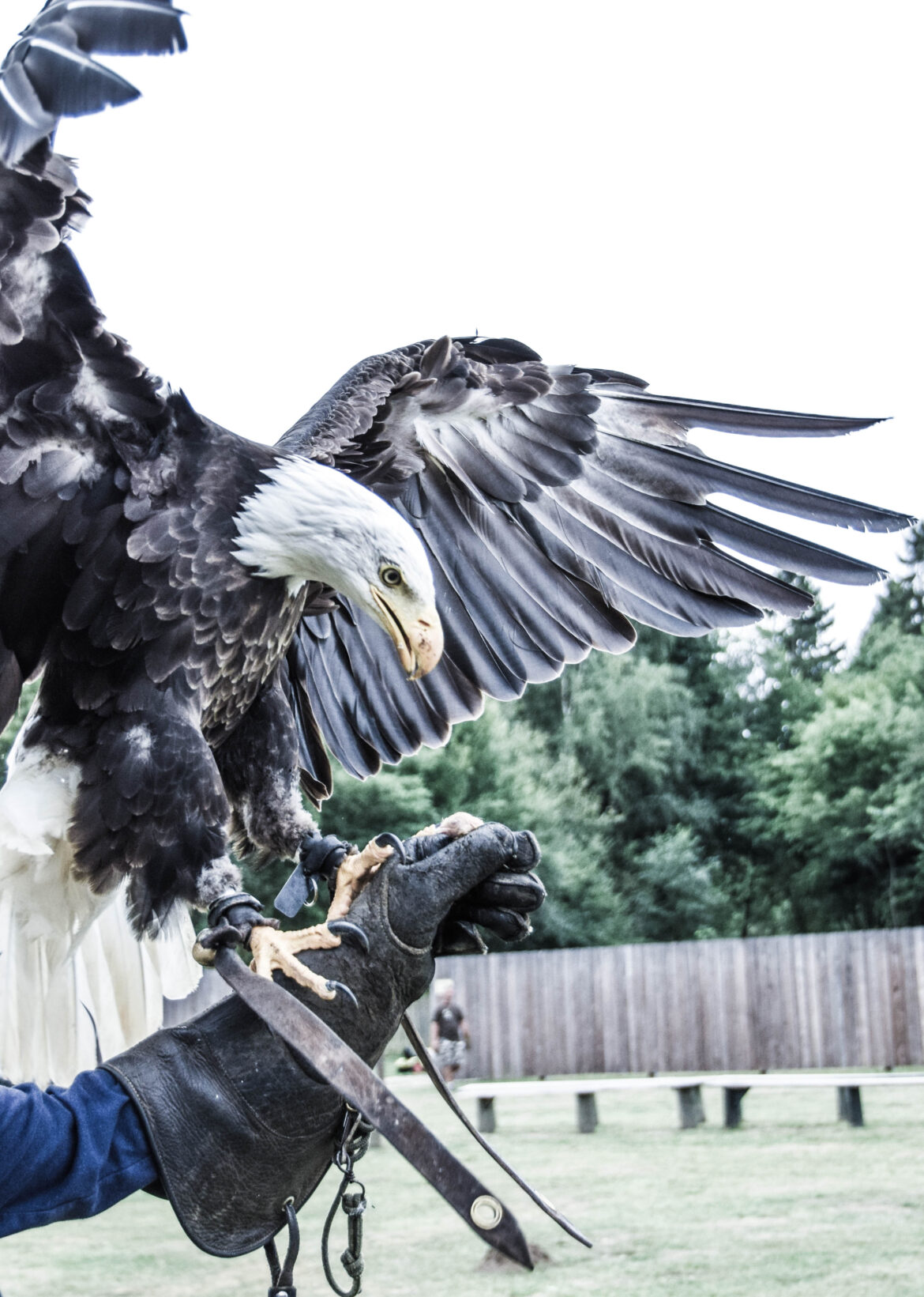 An unusual experience: Being a falconer for a day
