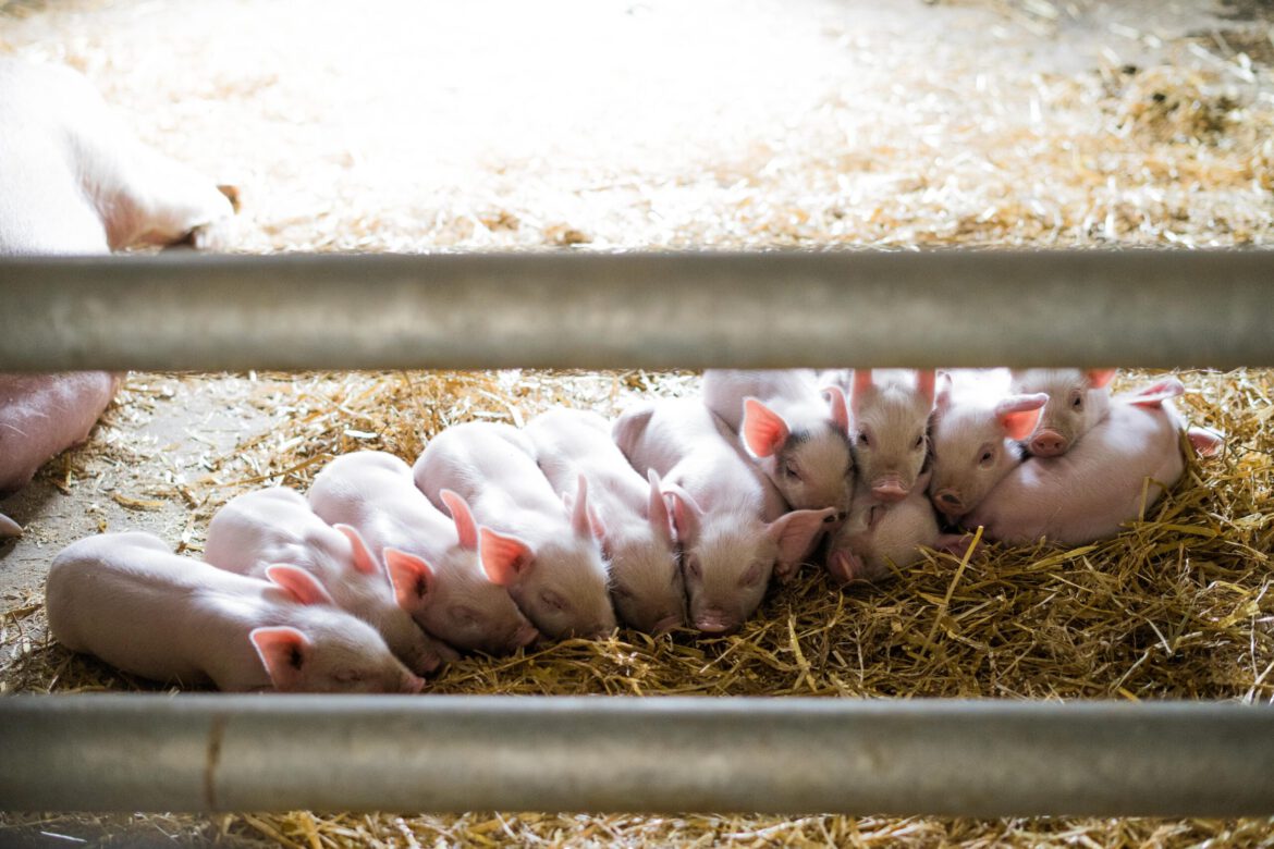 Cannon Hall Farm – pigs & playground perfect for a family day out